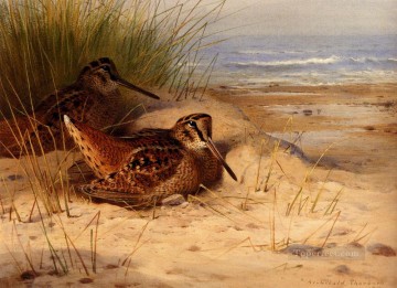  paja Lienzo - Becada anidando en una playa Archibald Thorburn bird